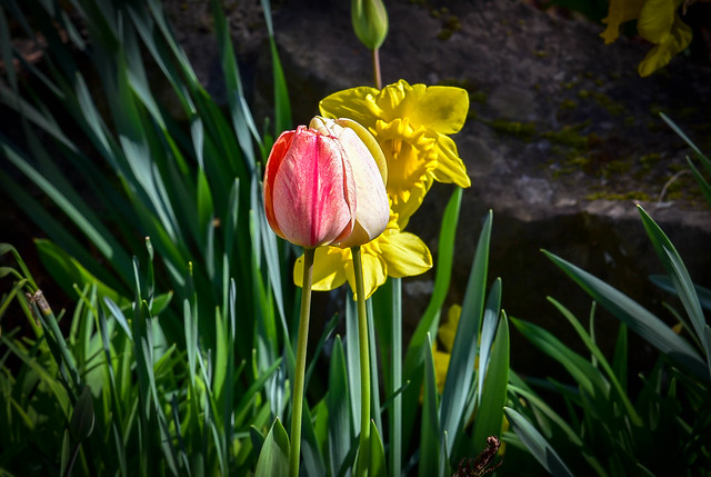 Tulip and Daffodil
