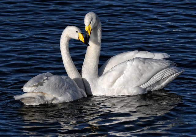 Whooper Swans pair bonding