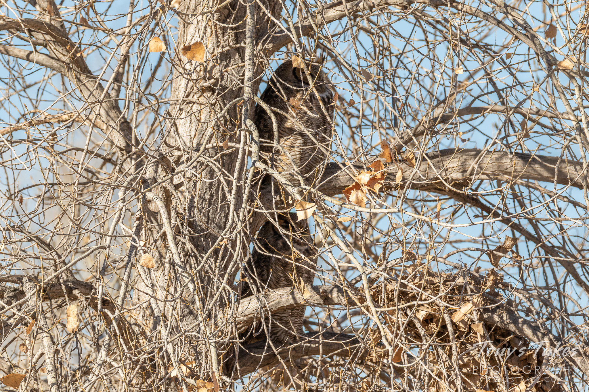 A pair of great horned owls keeps themselves concealed close to a tree's trunk in Thornton, Colorado. (© Tony’s Takes)