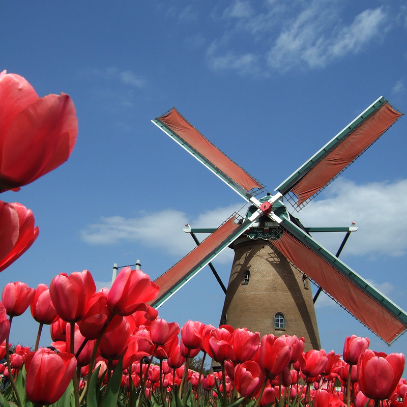 red tulips