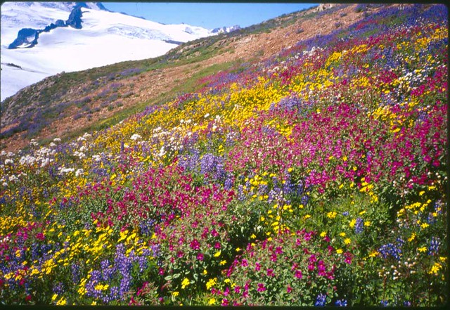 Wildflowers near Mt. Baker