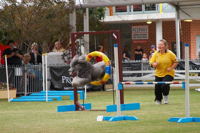Flying Poodle, Sydney Royal Easter Show
