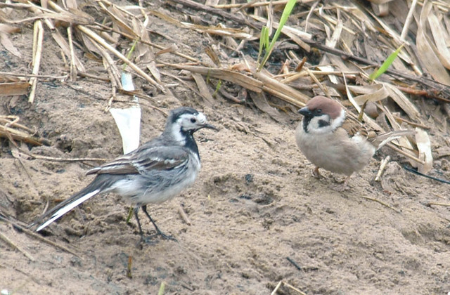White Wagtail and Tree Sparrow