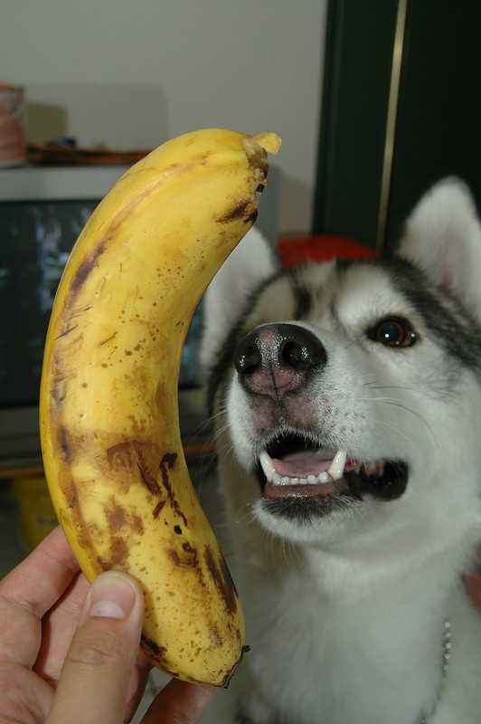 Such a Big Banana