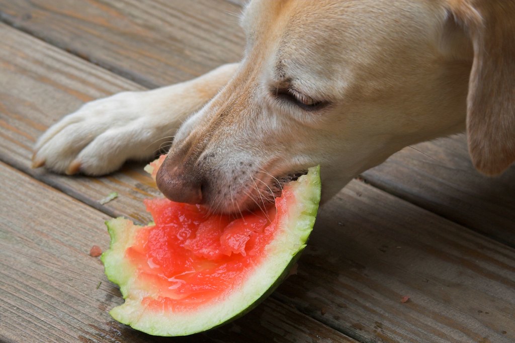 Can Dogs Eat Jello? A Comprehensive Guide to Feeding Your Pup Are you wondering if jello is safe for dogs to eat? Read our comprehensive guide to find out, and keep your furry friend healthy and happy
