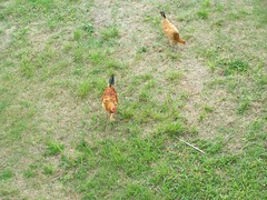 Mon, 08/01/2005 - 12:37pm - Bermuda Chickens