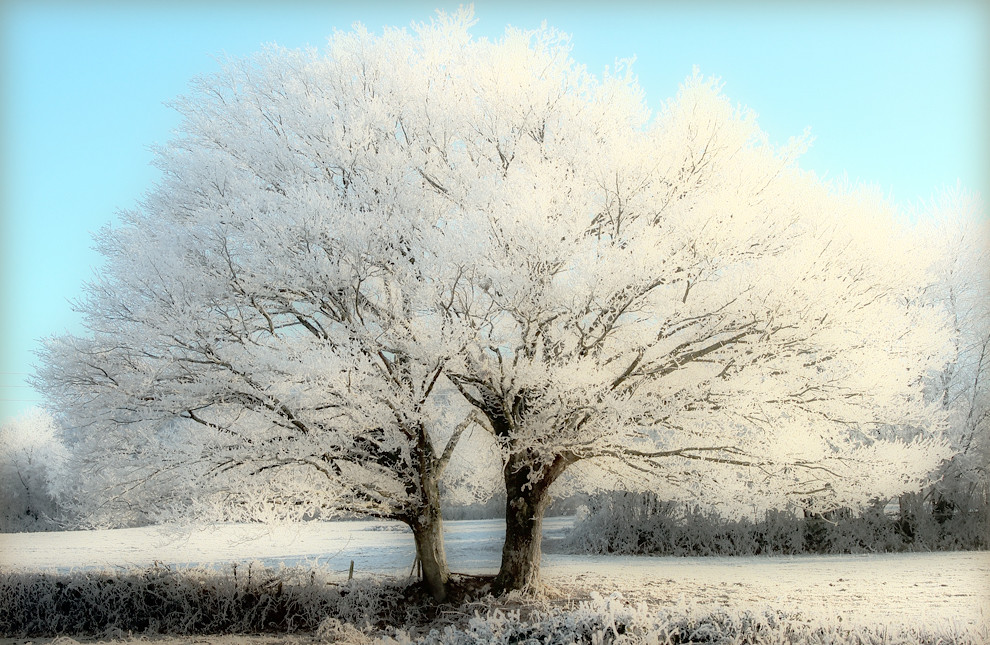 Winter landscape, white trees, twins, tree in the winter, fairy tale, in a blue sky, frosted trees, frost, frosted landscape for christmas and happy new year