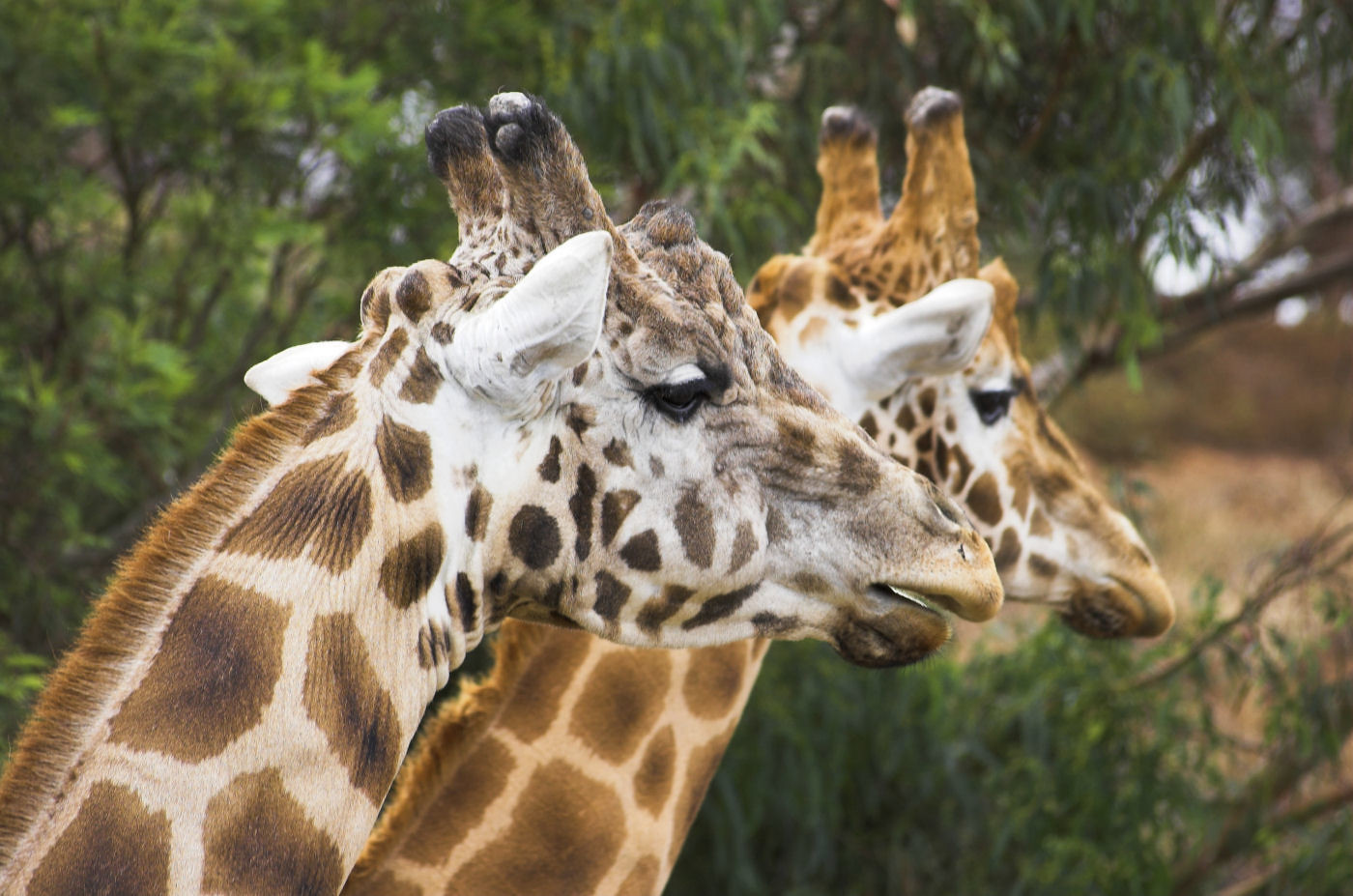 Side By Side | Flickr