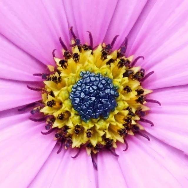 Canterbury Day Trip @ 16 July 2015 (2/14) - Dimorphotheca (African Daisy) (2/2)