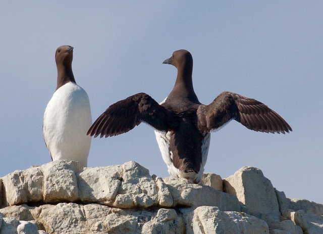 Common Guillemots or Common Murres (Uria aalge)
