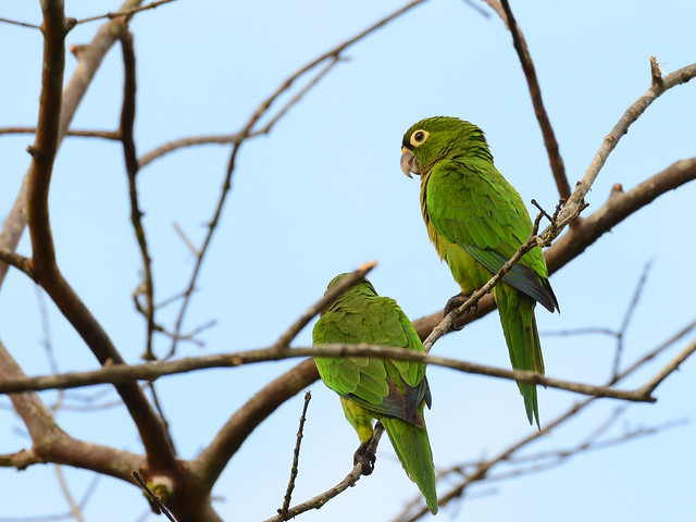 Perico azteco // Aztec Parakeet - a photo on Flickriver