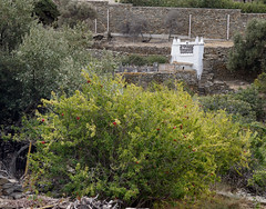 Pomegranate and olive trees and a dovecote on the trail outside Pyrgos, Tinos