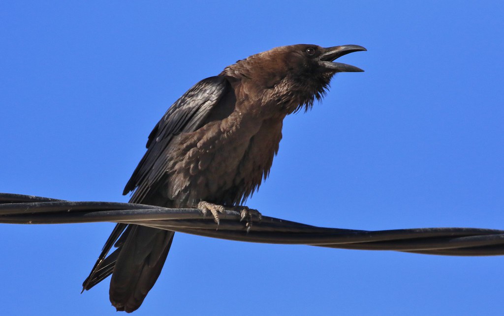 Brown-necked Raven      (Corvus ruficollis)   -   Day  2