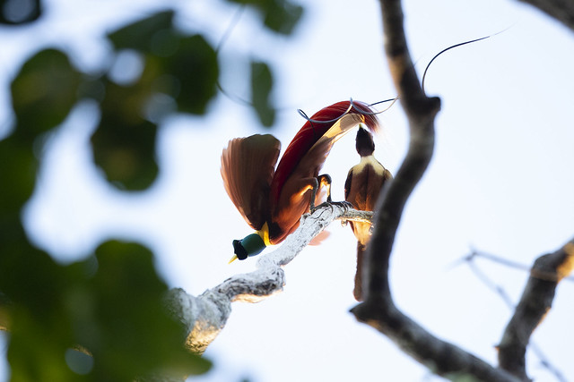 Red Bird-of-paradise - Paradisaea rubra