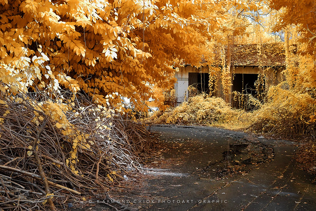 The Rubble That Leads You To The Golden Foliage / 5063-E
