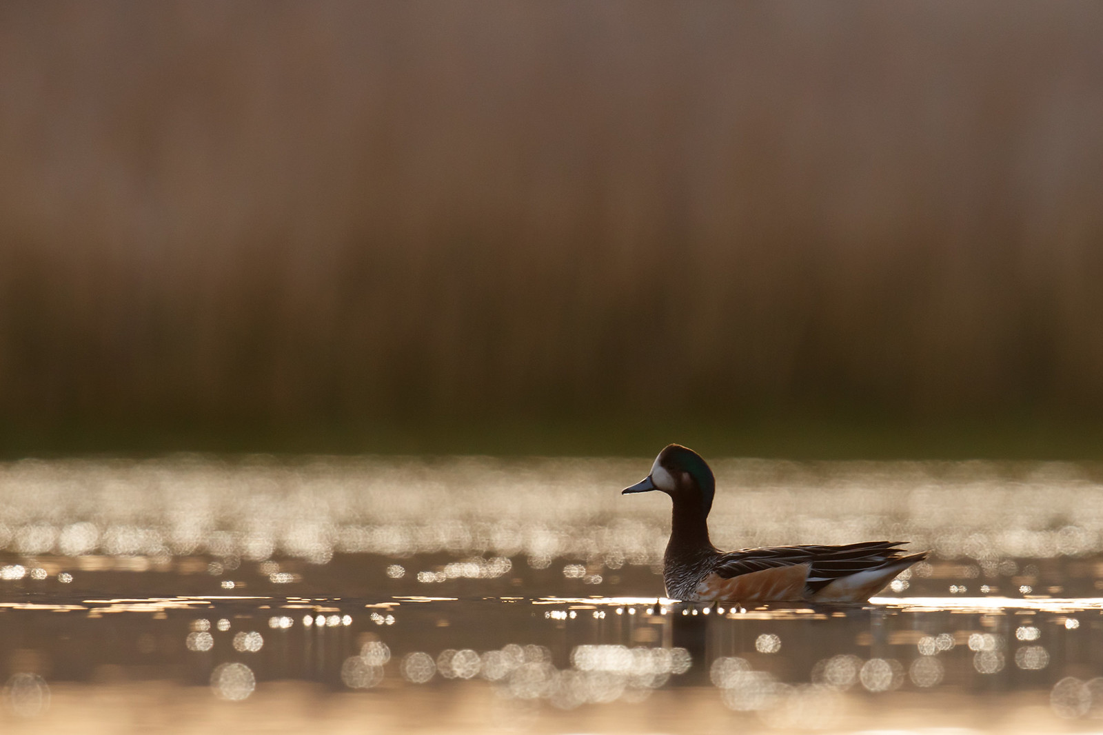 Mareca sibilatrix | Chiloe Wigeon | chilebläsand