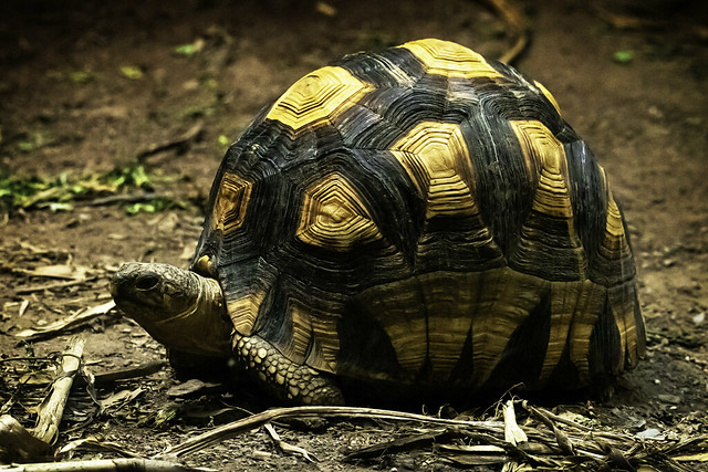 tortoise 04-02-19