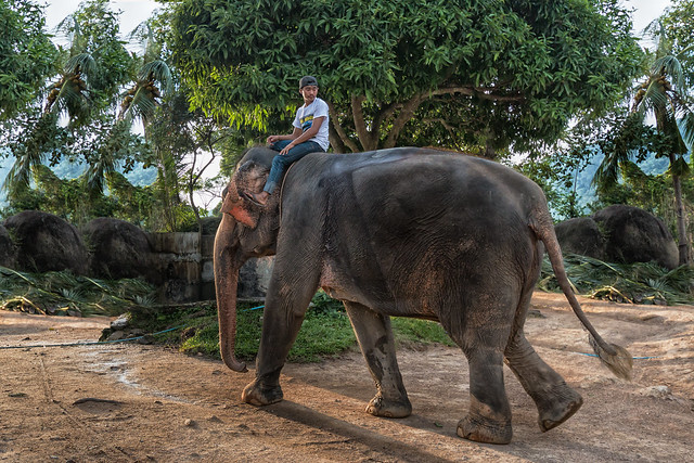 Elephant with his Mahout