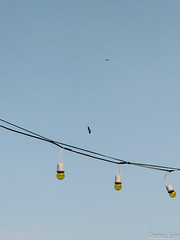Birds and Lamps