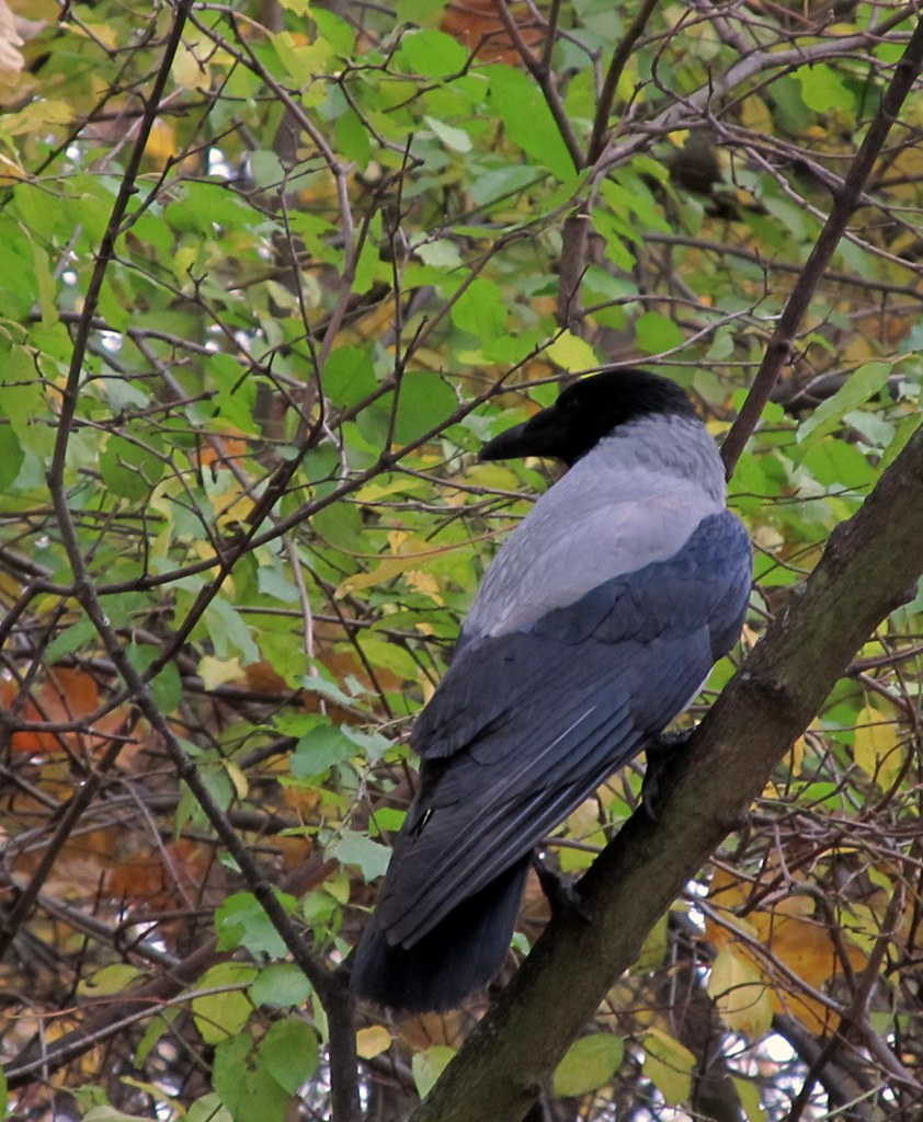 Poznan Hooded Crow ポズナンのズキンガラス Taken By Nr Manual F 5 6 Flickr