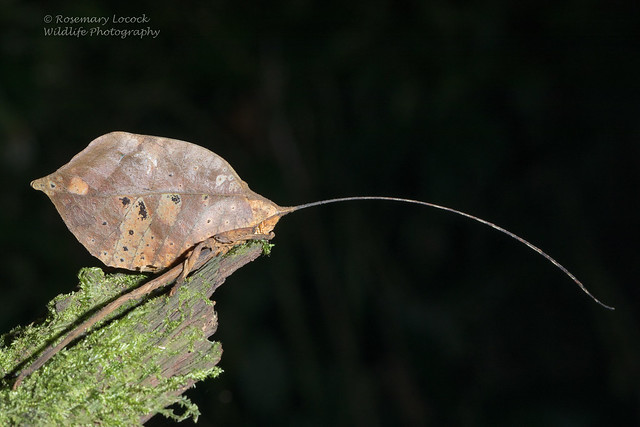 Brown Leaf Katydid