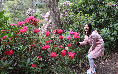 rhododendronarboreum blackheathnsw australia rhododendron teenager teen chinesegirl asianbeauty chinagirl girl beautifulwoman flower ericaceae 16yearsold sixteenyearsold bluemountains