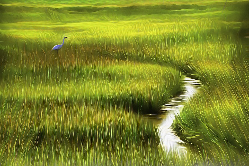 Bird in Marsh Grass