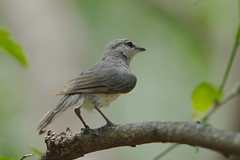 Ashy flycatcher, Muscicapa caerulescens, at Mapungubwe National Park, Limpopo, South Africa