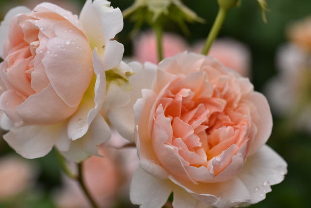 Rose 'Ambridge Rose' raised in UK