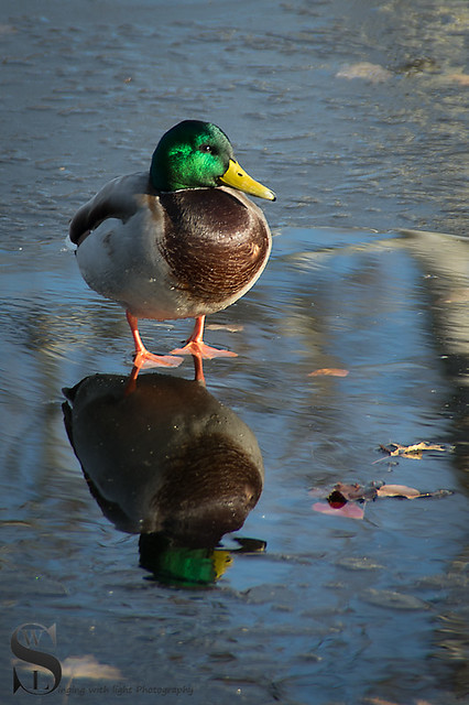 1 Feathered friends ducks frozen pond-2