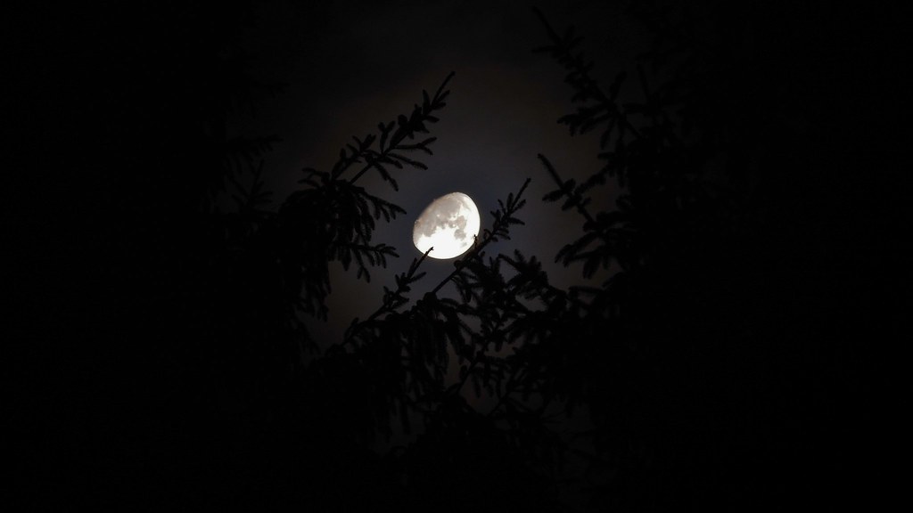 Moon And Conifers