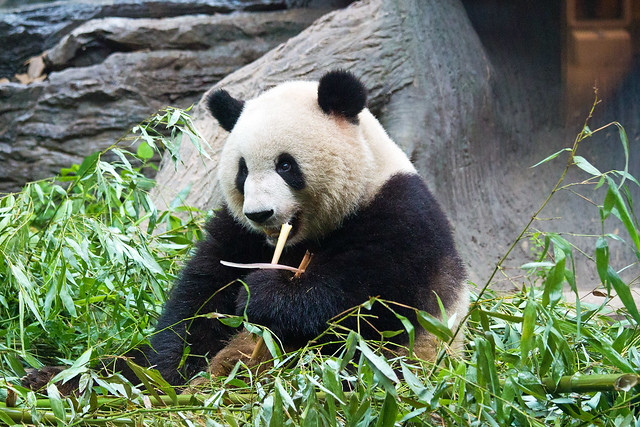 Giant panda at Beijing zoo, China
