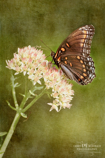 Brown butterfly on sedum
