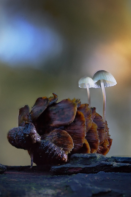 Pinecone Fungi