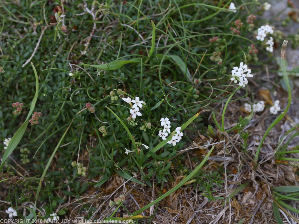 Squinancywort (Asperula cynanchica) Newmarket 2nd September 2018 (2)