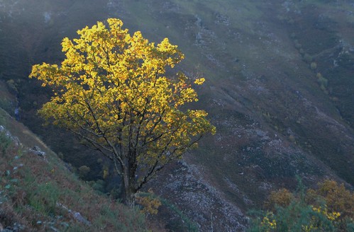 arbre jaune feuillage soleil pente pyrénées paysbasque pirineos pyrénéesatlantiques végétal végétation automne autumn frontière francia france espagne españa spain