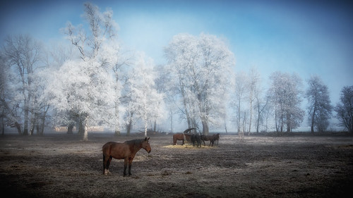 horses frost donaueschingen winter sunrise trees