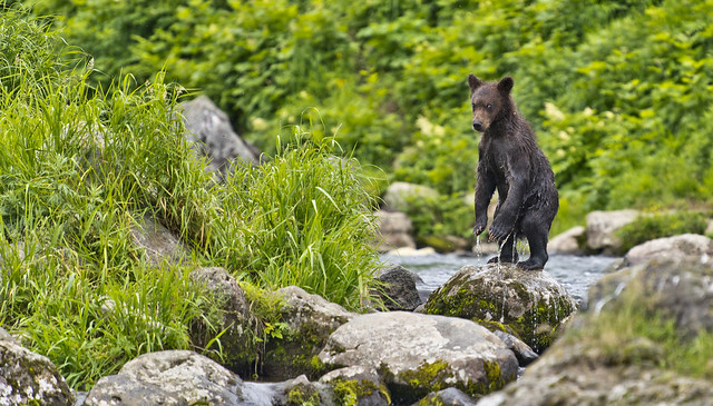 Tender standing bear-cub