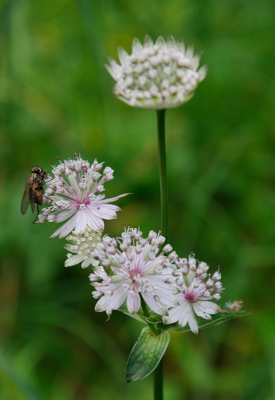 20180715-013F | Große Sterndolde (Astrantia major) in den südlichen Allgäuer Alpen. Tirol, 14.07.2018
