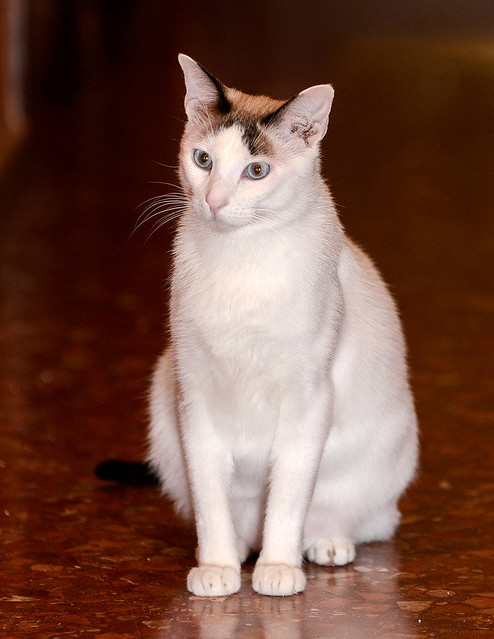 Blau, gato cruce Snowshoe nacido en enero´17 esterilizado, apto para gatos machos, en adopción. Valencia. ADOPTADO. 46157689082_b4f8ce150c_z