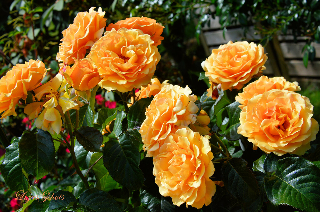 Amber Queen Rose | Most of my beloved Roses in the garden ar… | Flickr
