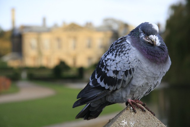 Pigeon at Coombe Abbey, Warwickshire