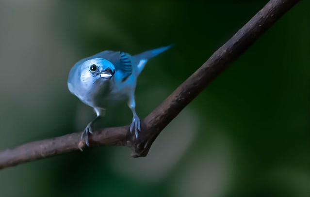 Blue Gray Tanager (I think)