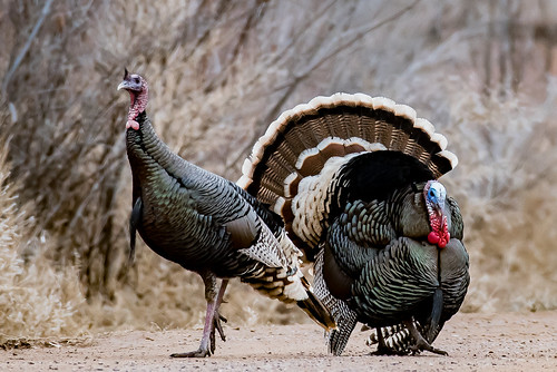 Wild Turkeys in New Mexico | Meleagris Gallopavo. Taken at t… | Flickr