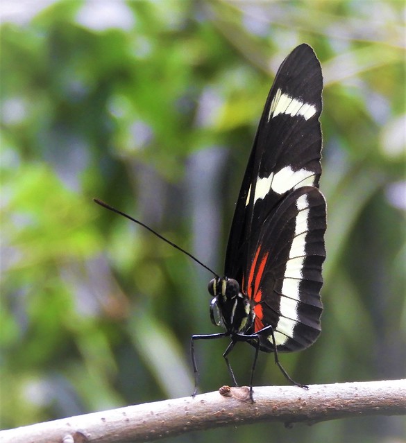 Hewitsoni Longwing at the Osher Rain Forest