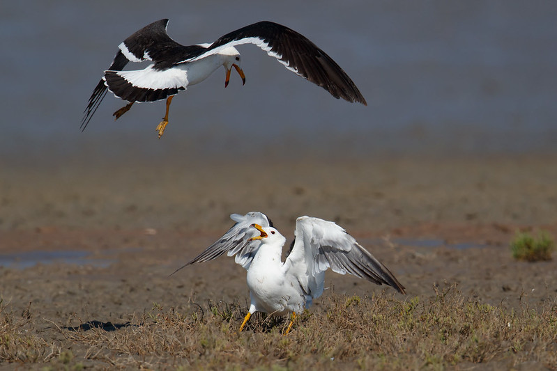 Larus atlanticus | Olrog's Gull | argentinatrut