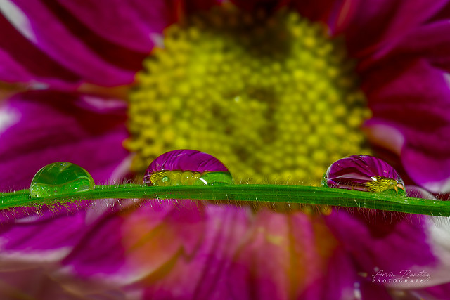 Water Drops Refraction of a Dahlia