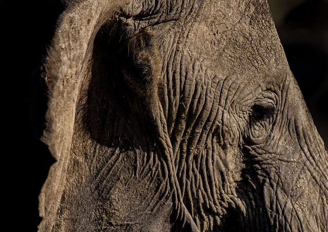 EYE OF THE ELEPHANT: SPIRITUAL  & CULTURAL MEANING