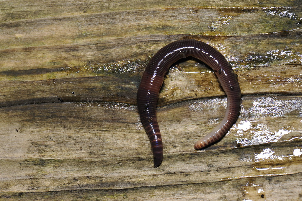 Dendrobaena veneta, Dendrobaena veneta Compost Worm, Lloyd Davies