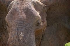 Elephant Closeup